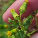 Senecio vulgaris L.Senecio vulgaris L.