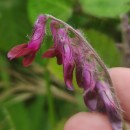 Vicia benghalensis L.Vicia benghalensis L.