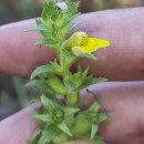 Parentucellia viscosa (L.) CaruelParentucellia viscosa (L.) Caruel