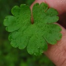 Geranium lucidum L.Geranium lucidum L.