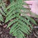 Athyrium filix-femina (L.) RothAthyrium filix-femina (L.) Roth