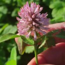 Trifolium pratense L.Trifolium pratense L.