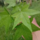 Liquidambar styraciflua L.Liquidambar styraciflua L.