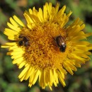 Synema globosum (Fabricius, 1775)Synema globosum (Fabricius, 1775)