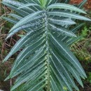 Euphorbia lathyris L.Euphorbia lathyris L.