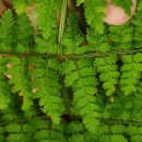 Dryopteris guanchica Gibby & JermyDryopteris guanchica Gibby & Jermy