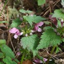 Lamium maculatum L.Lamium maculatum L.