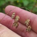 Briza maxima L.Briza maxima L.