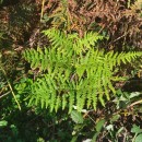 Pteridium aquilinum (L.) KuhnPteridium aquilinum (L.) Kuhn
