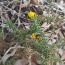 Ulex gallii Panch. subsp. breoganii (Castrov. & Valdés Berm.) Rivas Mart., T.E. Díaz, Fern. Prieto, Loidi & PenasUlex gallii Panch. subsp. breoganii (Castrov. & Valdés Berm.) Rivas Mart., T.E. Díaz, Fern. Prieto, Loidi & Penas