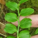Vaccinium myrtillus L.Vaccinium myrtillus L.