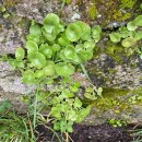 Umbilicus rupestris (Salisb.) DandyUmbilicus rupestris (Salisb.) Dandy