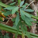 Euphorbia amygdaloides L.Euphorbia amygdaloides L.