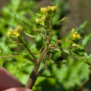 Rorippa palustris (L.) BesserRorippa palustris (L.) Besser