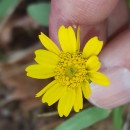 Coleostephus myconis (L.) Reichenb. fil.Coleostephus myconis (L.) Reichenb. fil.