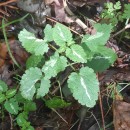 Lamium maculatum L.Lamium maculatum L.