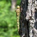 Boyeria irene (Fonscolombe, 1838)Boyeria irene (Fonscolombe, 1838)