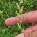 Lolium x boucheanum KunthLolium x boucheanum Kunth