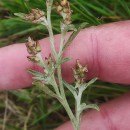 Gamochaeta antillana (Urb.) Anderb.Gamochaeta antillana (Urb.) Anderb.