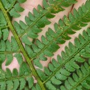 Polystichum setiferum (Forssk.) Woyn.Polystichum setiferum (Forssk.) Woyn.