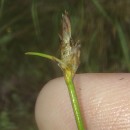 Eleocharis multicaulis (Sm.) Desv.Eleocharis multicaulis (Sm.) Desv.
