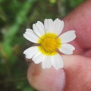 Cladanthus mixtus (L.) Chevall.Cladanthus mixtus (L.) Chevall.