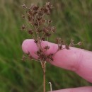 Juncus acutiflorus Ehrh. ex Hoffm.Juncus acutiflorus Ehrh. ex Hoffm.