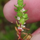 Illecebrum verticillatum L.Illecebrum verticillatum L.