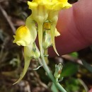 Linaria polygalifolia Hoffmanns. & Link subsp. polygalifoliaLinaria polygalifolia Hoffmanns. & Link subsp. polygalifolia