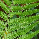 Dryopteris affinis - Grupo (Lowe) Fraser-JenkinsDryopteris affinis - Grupo (Lowe) Fraser-Jenkins