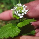 Alliaria petiolata (M. Bieb.) Cavara & GrandeAlliaria petiolata (M. Bieb.) Cavara & Grande