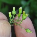 Erigeron floribundus (Kunth) Sch.Bip.Erigeron floribundus (Kunth) Sch.Bip.