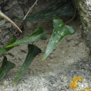 Smilax aspera L.Smilax aspera L.