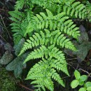 Dryopteris aemula (Aiton) KuntzeDryopteris aemula (Aiton) Kuntze