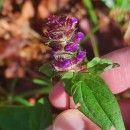 Prunella vulgaris L.Prunella vulgaris L.