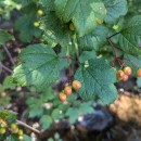 Viburnum opulus L.Viburnum opulus L.