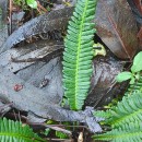 Struthiopteris spicant (L.) WeissStruthiopteris spicant (L.) Weiss