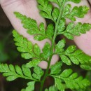 Asplenium adiantum-nigrum  L.Asplenium adiantum-nigrum  L.