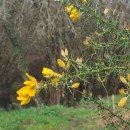 Ulex europaeus L. subsp. latebracteatus (Mariz) Rothm.Ulex europaeus L. subsp. latebracteatus (Mariz) Rothm.