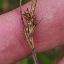 Carex pilulifera L.Carex pilulifera L.