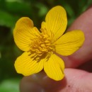 Caltha palustris L.Caltha palustris L.