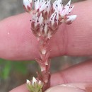 Sedum arenarium Brot.Sedum arenarium Brot.