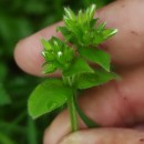 Cerastium glomeratum Thuill.Cerastium glomeratum Thuill.