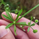 Galium spurium L.Galium spurium L.