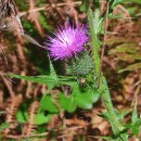 Cirsium vulgare (Savi) Ten.Cirsium vulgare (Savi) Ten.