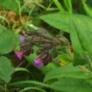 Pulmonaria longifolia (Bastard) BoreauPulmonaria longifolia (Bastard) Boreau