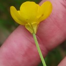Ranunculus bulbosus  L.Ranunculus bulbosus  L.