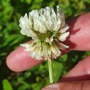 Trifolium repens L.Trifolium repens L.