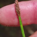 Eleocharis palustris (L.) Roem. & Schult. subsp.vulgaris WaltersEleocharis palustris (L.) Roem. & Schult. subsp.vulgaris Walters