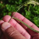 Paspalum dilatatum Poir.Paspalum dilatatum Poir.